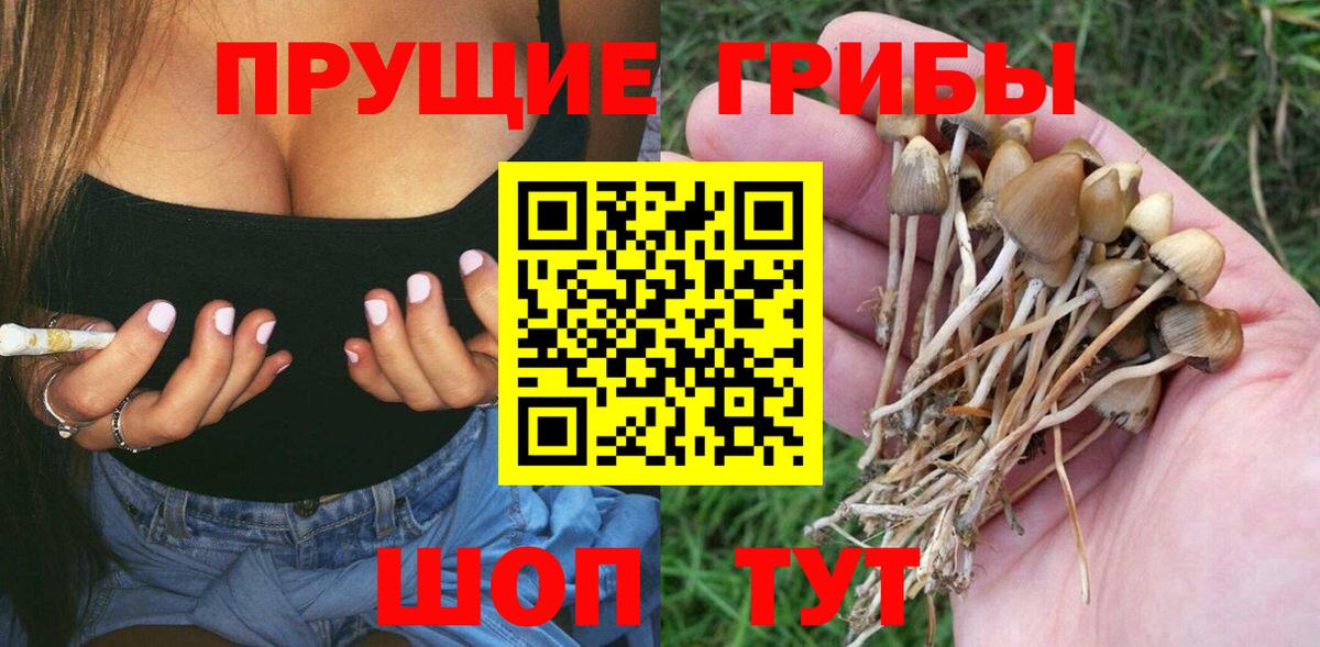 Галлюциногенные грибы Psilocybine cubensis  Ачхой-Мартан 